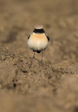 Woestijntapuit - Desert Wheatear (Burghsluis, NL)