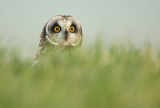 Velduil - Short-eared owl