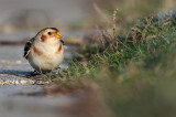 Sneeuwgors - Snow Bunting