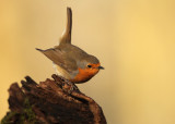 Roodborst - Robin