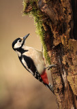 Grote Bonte Specht - Great Spotted Woodpecker