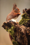 Eekhoorn - Red Squirrel
