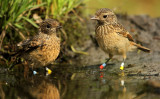 Roodborsttapuit - Stonechat (INBO-projectvogels)