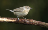 Tuinfluiter - Garden Warbler