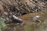 Otters, Loch Lomond NNR