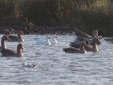 Ross's Goose, Monk's House Pond, Northumberland