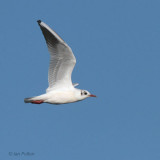 Black-headed Gull, Holy Isle