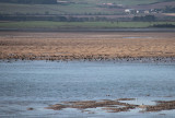 Pale-bellied Brent Geese, Holy Isle