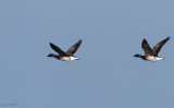 Pale-bellied Brent Geese, Holy Isle