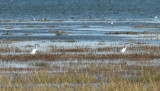 Little Egrets near the Holy Isle causeway