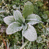 Frosted foxglove plant, Garadhban Forest