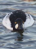 Goldeneye, Hogganfield Loch, Glasgow