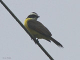 Boat-billed Flycatcher, Rio Salanche, Ecuador