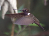 Brown Inca, Paz de las Aves, Ecuador