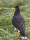 Carunculated Caracara, Antisana reserve, Ecuador