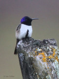 Ecuadorian Hillstar, Antisana reserve, Ecuador