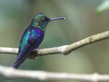 Green-crowned Woodnymph, Milpe, Ecuador