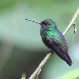 Purple-chested Hummingbird, Milpe, Ecuador