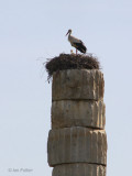 White Stork at the Temple of Artemis