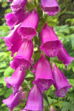 Foxglove, Shore Wood-Loch Lomond