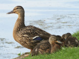 Mallards, Hogganfield Loch, Glasgow