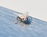 Aug 4 2011 Deck Flies 5D-015.jpg