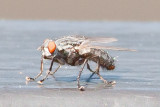 Aug 4 2011 Deck Flies 1D-016.jpg