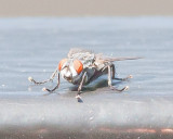 Aug 4 2011 Deck Flies 1D-018.jpg