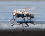 Aug 4 2011 Deck Flies 1D-023.jpg
