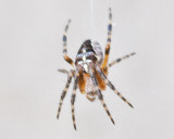 Aug 4 2011 Deck Spider 30D Macro-013.jpg