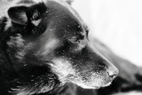 7. jun, tuesday Lola in memoriam