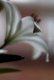 17. may, thursday