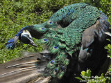GREEN PEAFOWL - PAVO MUTICUS - PAON SPICIFERE