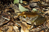 Mixophyes iteratus 2