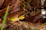 Litoria brevipalmata male colour variation