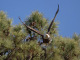 2-17-11 1142 female take off.jpg
