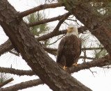 2-24-11 2242 female.jpg