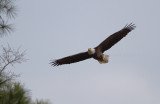 2-27-11 3211 female.jpg