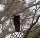 2-27-11 3310 male.jpg