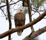 2-27-11 3497 male.jpg