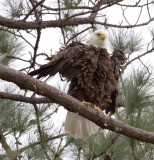 3-5-11 4437 female.jpg