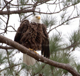 3-5-11 4438 female.jpg