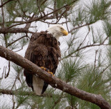 3-5-11 4423 female.jpg