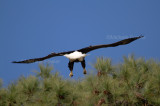 3-14-11 5881 female.jpg