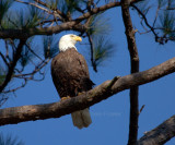 3-12-11 4770 male.jpg