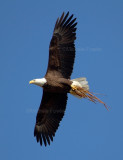 3-20-11 6949 female.jpg