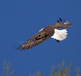 4-6-11 8023 female.jpg