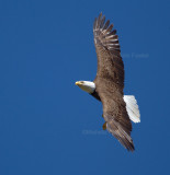 4-7-11 8474 female.jpg