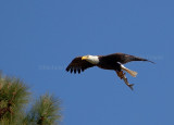 4-10-11 8692 male with fish.jpg
