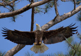 4-10-11 9334 male.jpg